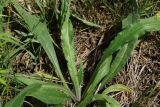 Anchusa officinalis