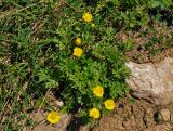 Ranunculus caucasicus