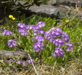 Primula auriculata. Цветущие растения. Кабардино-Балкария, Эльбрусский р-н, гора Чегет, выс. ок. 2750 м н.у.м., субальпийский луг. 29.06.2008.