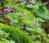 Viola epipsiloides. Цветущее растение. Амурская обл., Хинганский заповедник, отроги Малого Хингана, берег р. Дыроватка в заболоченном ольшанике, на глинистом береговом откосе. 01.06.2018.