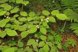 Actinidia kolomikta