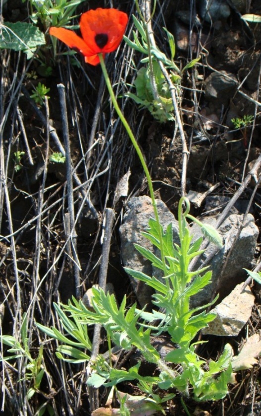 Изображение особи Papaver commutatum.