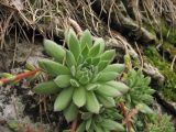 Sempervivum ruthenicum. Вегетирующее растение. Украина, Тернопольская обл., Кременецкий р-н, национальный парк \"Кременецкие горы\", скальное обнажение. 26 июня 2010 г.