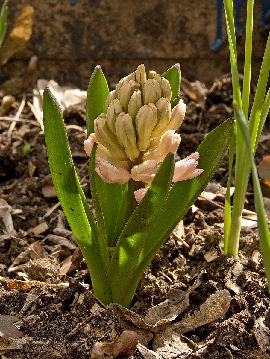 Изображение особи Hyacinthus orientalis.