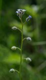 Myosotis arvensis