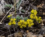 Alyssum lenense