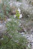 Salvia scabiosifolia