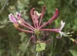 Lonicera etrusca