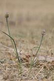 Allium ubsicola