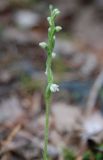 Goodyera repens. Соцветие. Алтай, Чулышманское нагорье, долина р. Чульча. 27.07.2010.