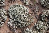 Cladonia foliacea