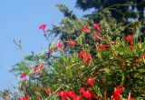 Ipomoea × multifida. Побеги с цветками. Сочинский р-н, центр пос. Лазаревское. 2 октября 2005 г.
