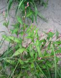 Persicaria lapathifolia. Растение у берегового обрыва. Владимирская обл., Гусь-Хрустальный р-н, национальный парк \"Мещёра\", берег р. Бужа. 18.08.2009.