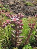 Sedum hispanicum