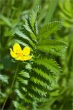 Potentilla anserina