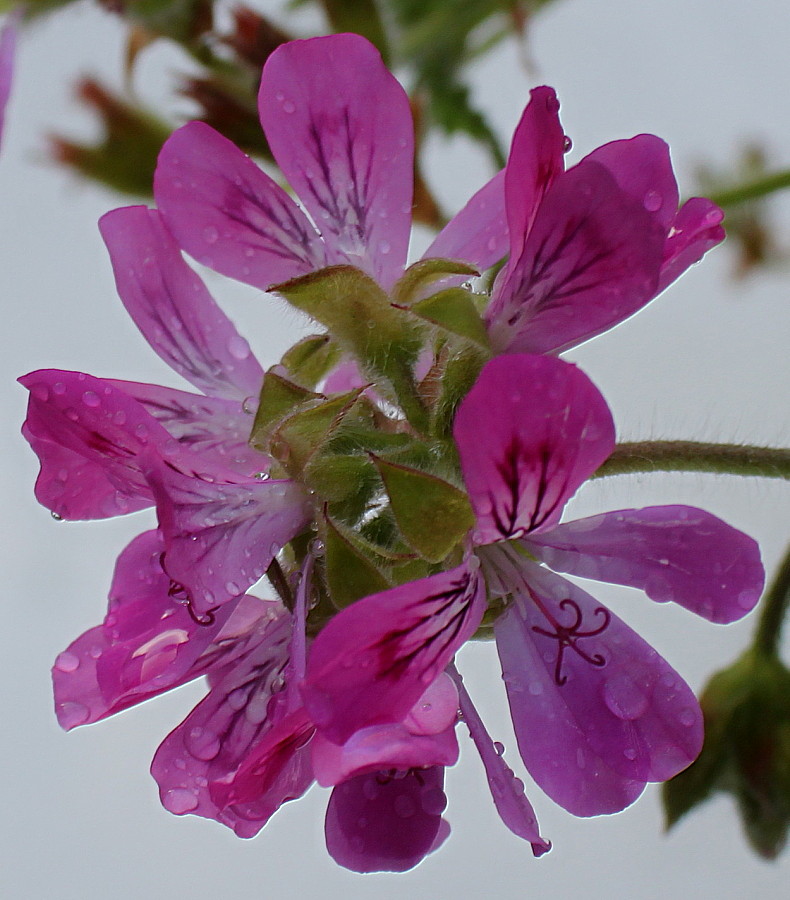 Изображение особи род Pelargonium.