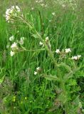 Arabis pendula