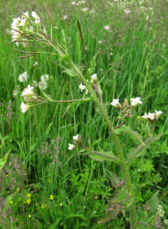 Image of Arabis pendula specimen.