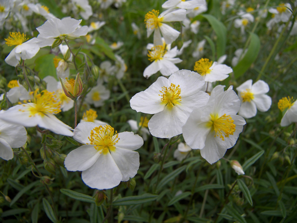 Image of Helianthemum apenninum specimen.