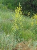 Verbascum lychnitis