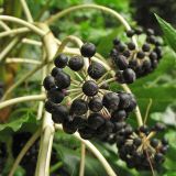 Fatsia japonica. Частное соплодие. Нидерланды, провинция Южная Голландия, Дельфт, ботанический сад Дельфтского технического университета. 29 мая 2008 г.