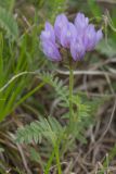 Oxytropis albana