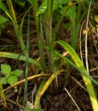 Carex atherodes. Основания побегов. Приморский край, Шкотовский р-н, окр. с. Романовка, левый берег р. Суходол, долинный лес. 01.07.2014.