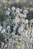 Echinops sphaerocephalus. Верхняя часть растения. Саратов, р-н Телевышки. 27.07.2014.