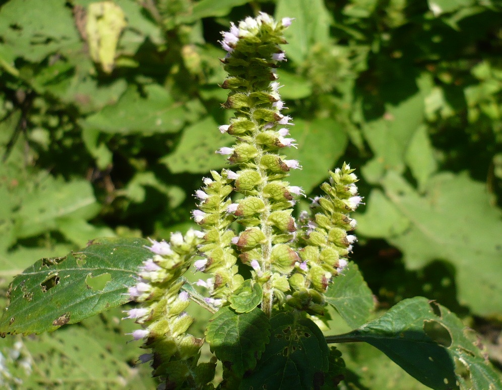 Изображение особи Elsholtzia ciliata.