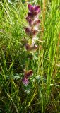 Pedicularis verticillata. Цветущее растение на антропогенном песчанике. Кольский п-ов, Восточный Мурман, кут губы Порчниха. 24.08.2008.