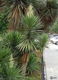 Yucca treculeana