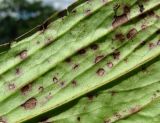 Digitalis ferruginea