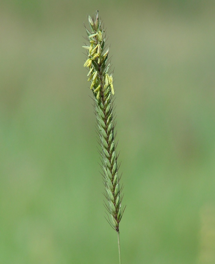 Изображение особи Hordeum brevisubulatum.