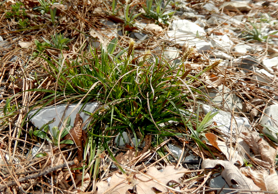 Изображение особи Carex halleriana.