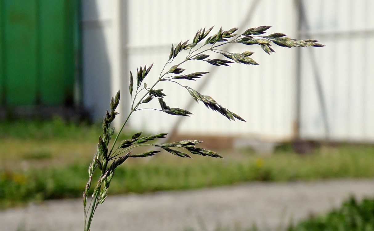 Изображение особи Poa pratensis.