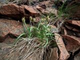 Plantago maritima ssp. subpolaris