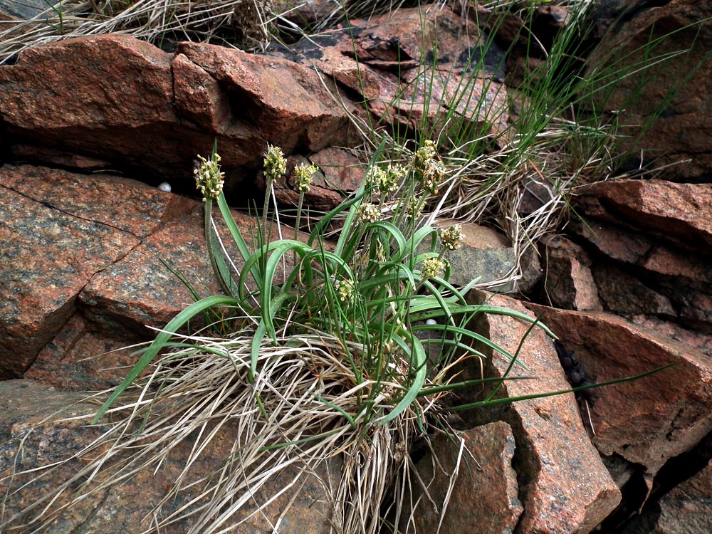 Изображение особи Plantago maritima ssp. subpolaris.