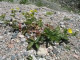 Potentilla asiatica