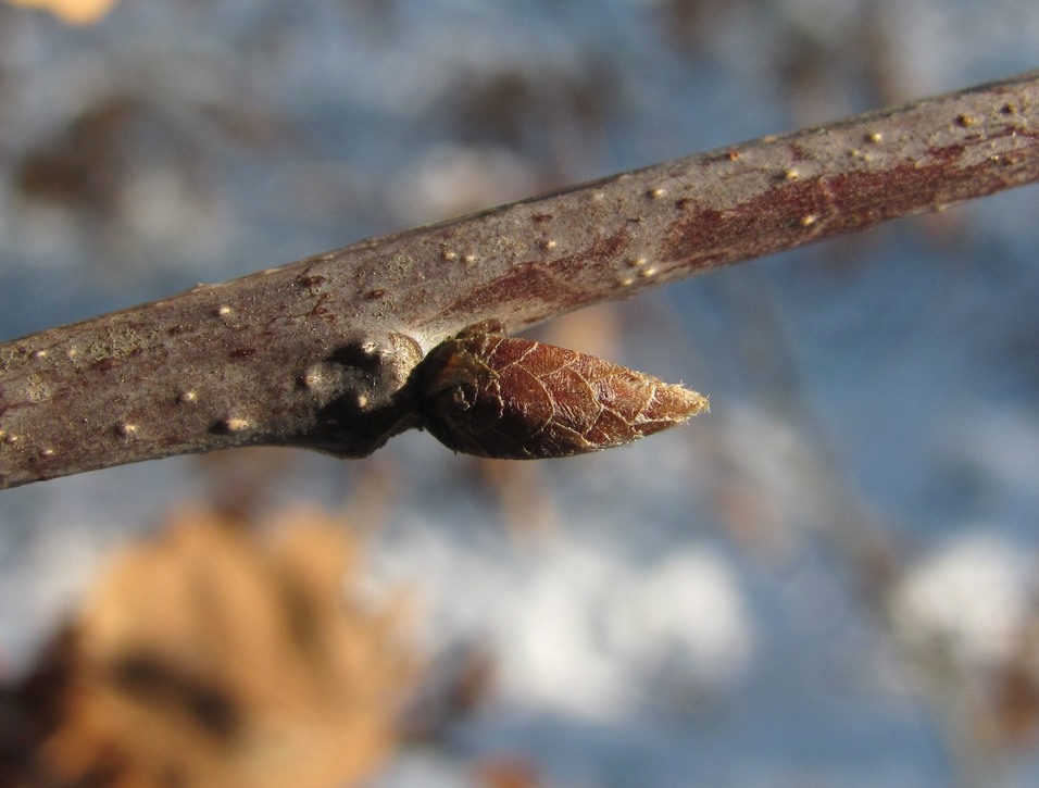 Изображение особи Quercus petraea.