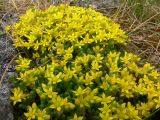 Sedum acre