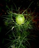 Nigella damascena