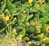 Opuntia humifusa