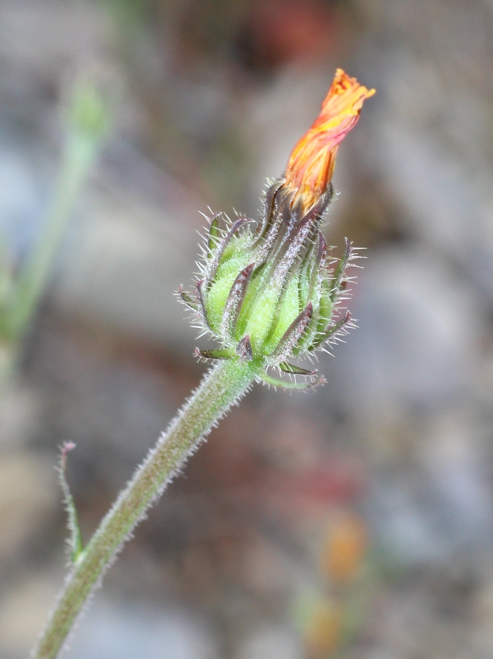 Image of Picris pauciflora specimen.