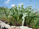 Tulipa lemmersii. Растения с незрелыми плодами. Южный Казахстан, Зап. Тянь-Шань, зап. оконечность Таласского Алатау, правая кромка каньона Машат. 21 апреля 2017 г.