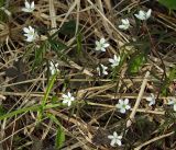 Anemone debilis. Верхушки цветущих растений (вид сверху). Магаданская обл., окр. г. Магадан, пос. Снежная Долина, бассейн р. Дукча, пойменный лиственничник. 14.06.2014.