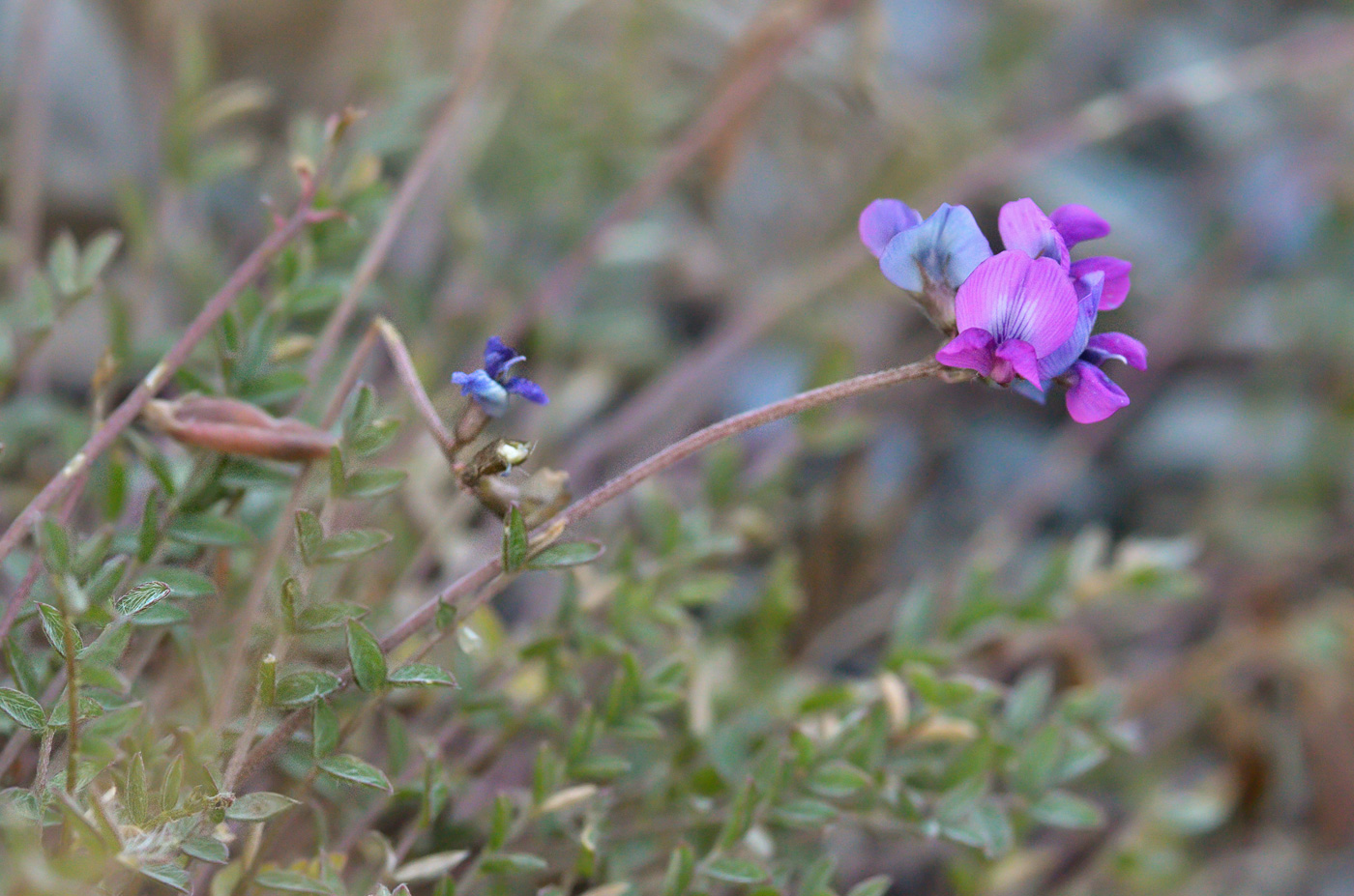 Изображение особи род Oxytropis.