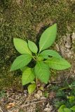 Phytolacca americana