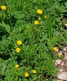 Ranunculus caucasicus