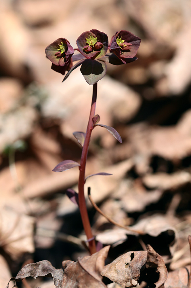 Изображение особи Euphorbia savaryi.