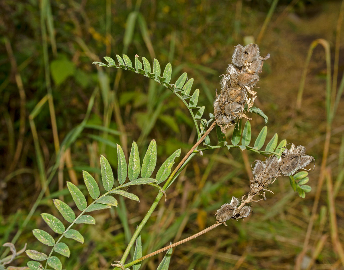 Изображение особи Astragalus cicer.